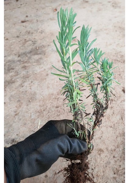 50 Adet Biberiye Fidesi