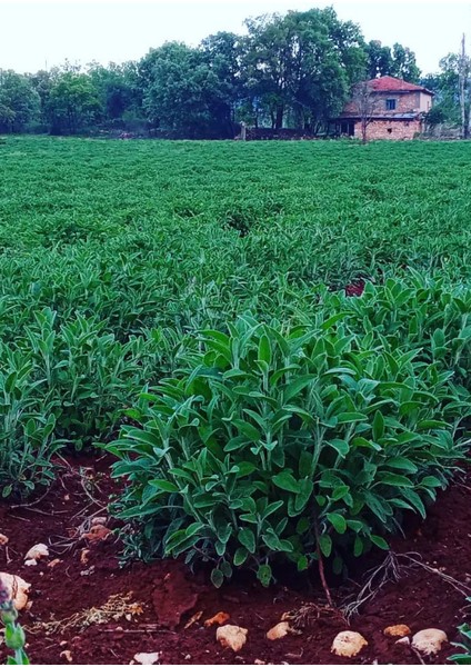 10 Adet Adaçayı Fidesi