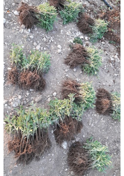 10 Adet Adaçayı Fidesi modelleri