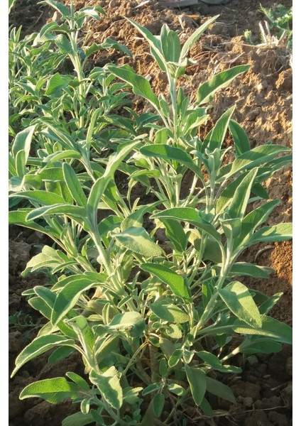 10 Adet Adaçayı Fidesi fırsatları