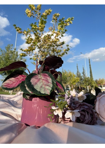 Damla Saksı-Dekoratif Seramik Fuşya Saksı fiyatları