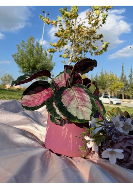 Damla Saksı-Dekoratif Seramik Fuşya Saksı fırsatları