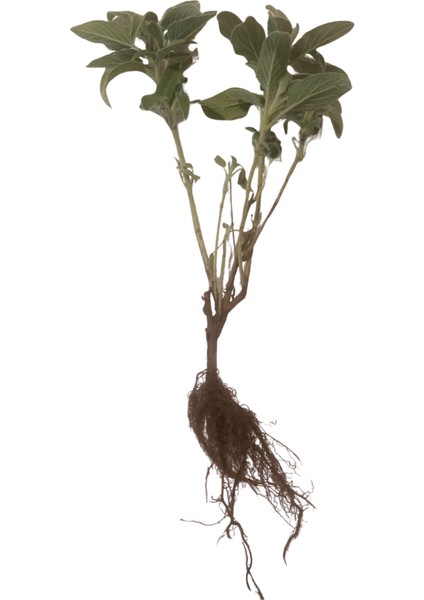 50 Adet Adaçayı Fidesi modelleri