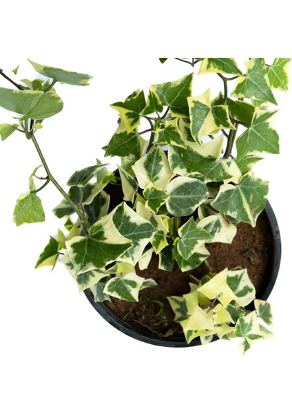 Thebestonline Bal Mumu Çiçeği