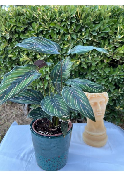 Era Saksı- Dekoratif Turkuaz Benekli Seramik Saksı fiyatları