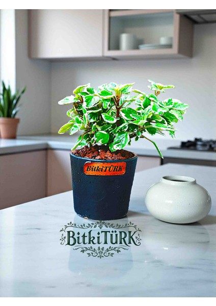 Seramik Saksıda Kokulu Benjamin 20/35CM