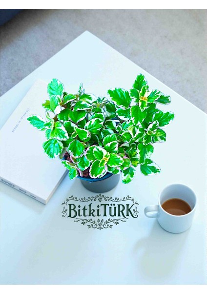 Seramik Saksıda Kokulu Benjamin 20/35CM fiyatları