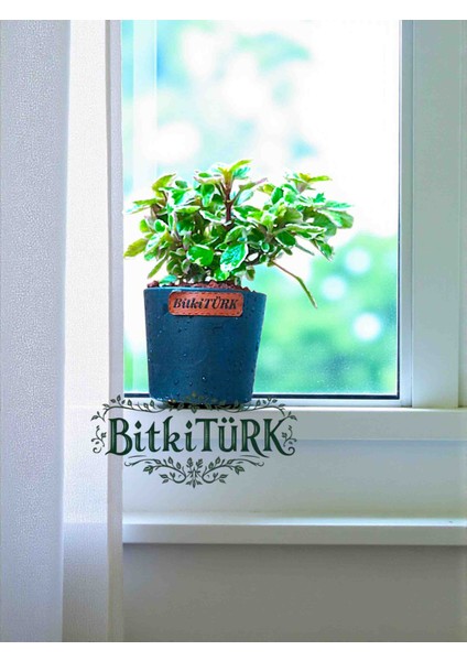 Seramik Saksıda Kokulu Benjamin 20/35CM modelleri