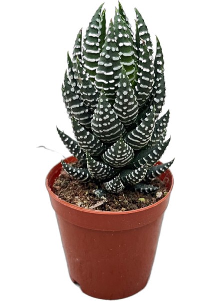 Haworthia Reinwardtii (Sukulent)