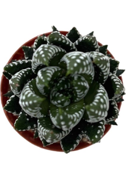 Haworthia Reinwardtii (Sukulent) fiyatları