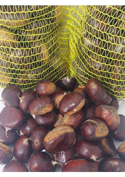 Kestane Yeni Mahsul 1 kg fiyatları