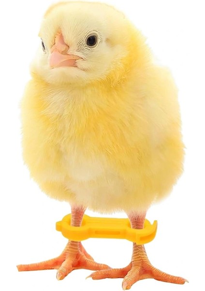 12 Adet Civciv Ayak Düzenleyici Aparat | Yeni Doğan Civcivlerde Ayrık Ayak Düzeltici, Kümes Hayvanı Yürüme Denge Aparatı fırsatları