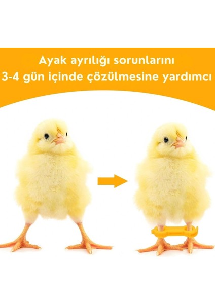 12 Adet Civciv Ayak Düzenleyici Aparat | Yeni Doğan Civcivlerde Ayrık Ayak Düzeltici, Kümes Hayvanı Yürüme Denge Aparatı indirimleri