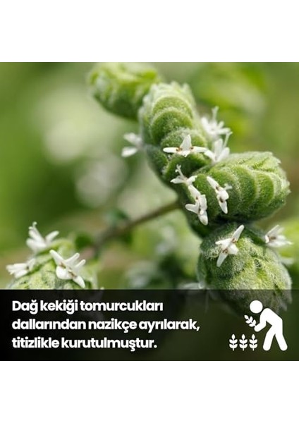 Egeye Dönüş Bilye Kekik - 30 Gr. (Bitki Çayı - Baharat - Tomurcuk Dağ Kekiği - Top Kekik) modelleri