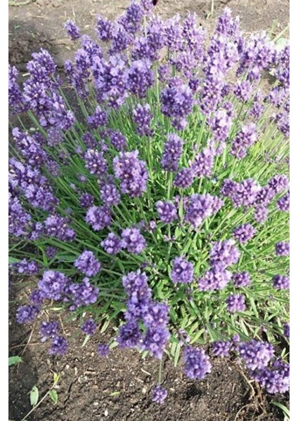 10 Adet Intermedia Lavanta Fidesi