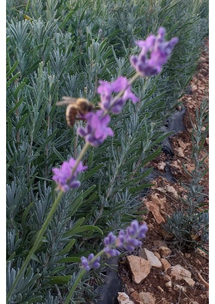 10 Adet Intermedia Lavanta Fidesi fiyatları