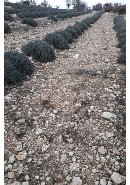 10 Adet Intermedia Lavanta Fidesi