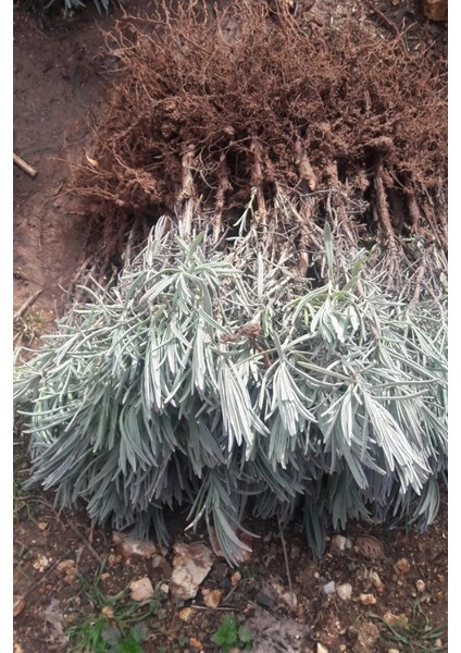 20 Adet Intermedia Lavanta Fidesi"Küçük Fide, Büyük Mutluluk 🌿 Evde Lavanta Bahçesi Kur!" modelleri