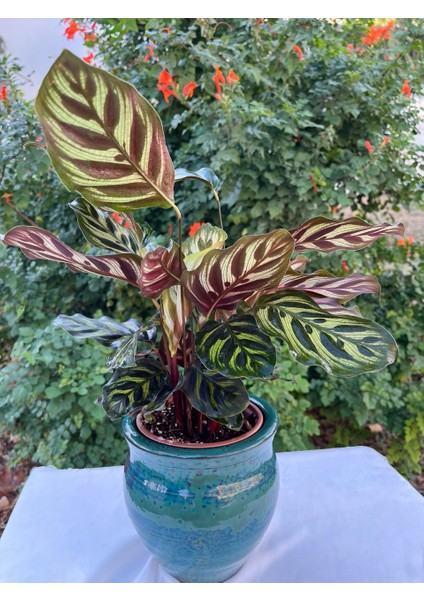 Irmak Saksı - Dekoratif Seramik Turkuaz Saksı fiyatları