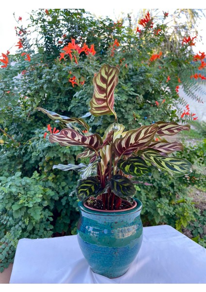 Irmak Saksı - Dekoratif Seramik Turkuaz Saksı fırsatları