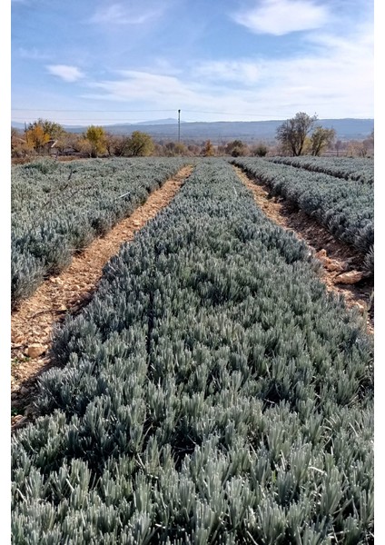 50 Adet Intermedia Lavanta Fidesi fırsatları