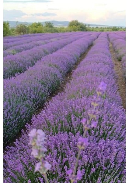 50 Adet Intermedia Lavanta Fidesi indirimleri