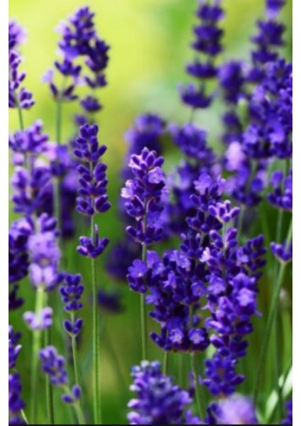 20 Adet Angustifolia Lavanta Fidesi "Stres mi? Lavanta Ekin, Huzur Bulun 💜" modelleri