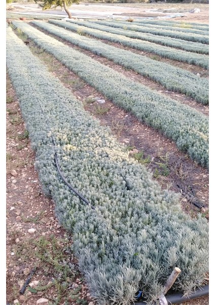 20 Adet Angustifolia Lavanta Fidesi "Stres mi? Lavanta Ekin, Huzur Bulun 💜" fırsatları