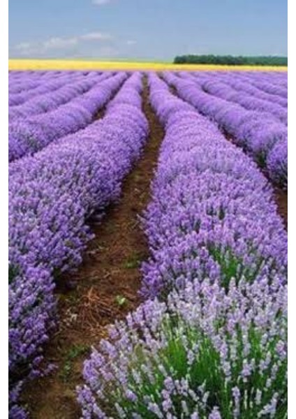 10 Adet Angustifolia Lavanta Fidesi