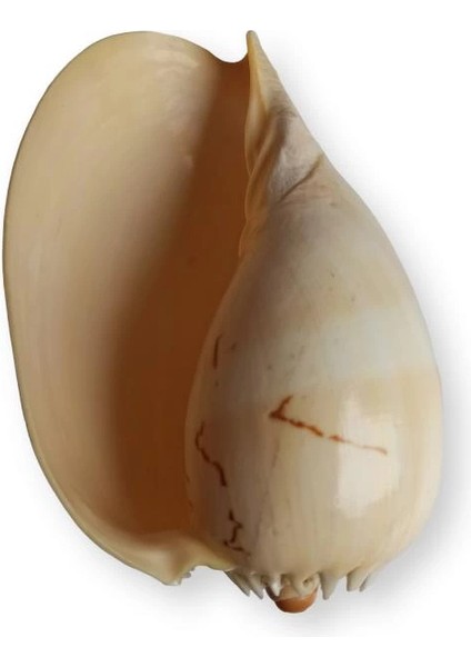 Yağlı Boya Resimli Deniz Kabuğu Yb7 modelleri