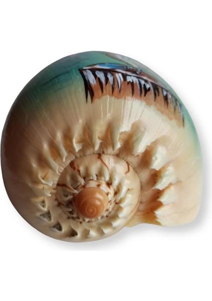 Yağlı Boya Resimli Deniz Kabuğu Yb7 fırsatları