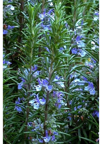 20 Adet Biberiye Fidesi