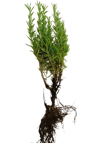 20 Adet Biberiye Fidesi fiyatları