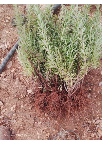 20 Adet Biberiye Fidesi modelleri