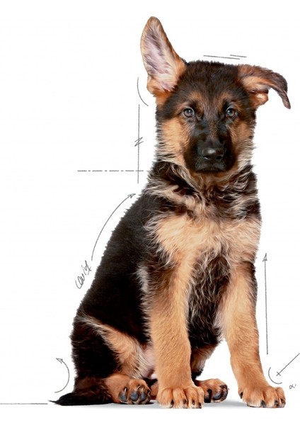 Büyük Irklar Için Yavru Kuru Köpek Maması 15kg