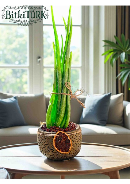 Beton Saksıda Aloe Vera 30/45CM Portakal Dilimi ve Lav Taşı Dekorlu