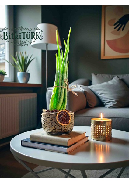 Beton Saksıda Aloe Vera 30/45CM Portakal Dilimi ve Lav Taşı Dekorlu fiyatları