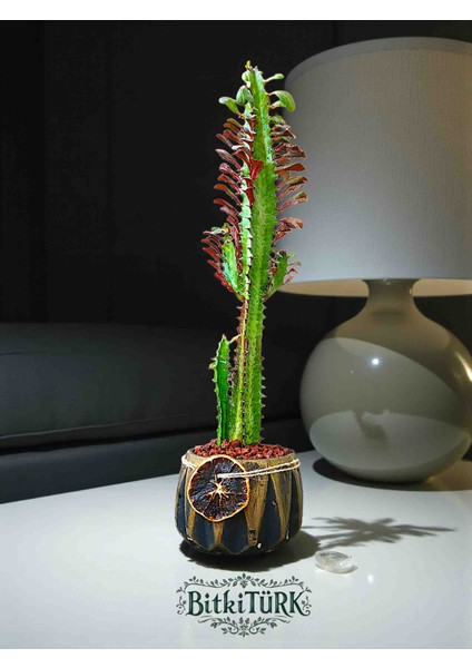 Beton Saksıda Ithal Afrika Süt Ağacı 40/55CM Portakal Dilimi ve Lav Taşları Dekorlu