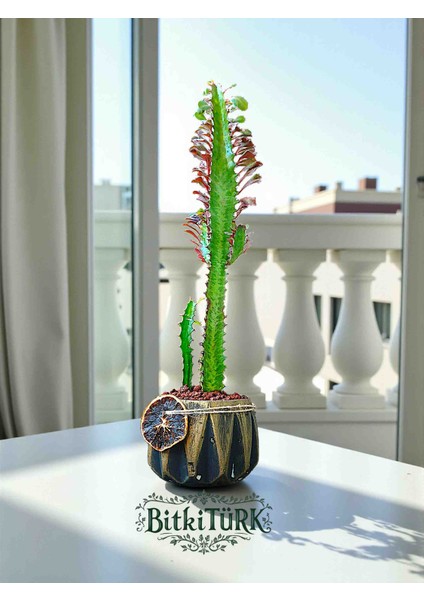 Beton Saksıda Ithal Afrika Süt Ağacı 40/55CM Portakal Dilimi ve Lav Taşları Dekorlu fiyatları