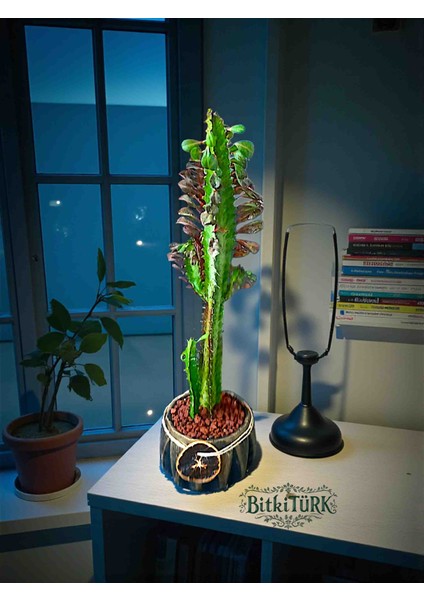 Beton Saksıda Ithal Afrika Süt Ağacı 40/55CM Portakal Dilimi ve Lav Taşları Dekorlu modelleri