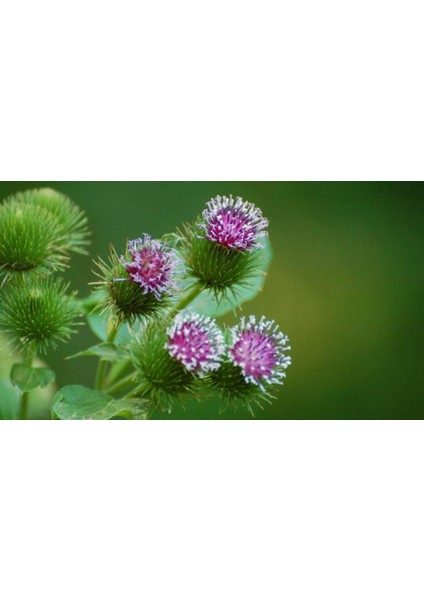 5 Adet Tohum Nadir Yabani Dul Avrat Otu Tohumu Dulavrat Otu Tohumu Taze Hasat