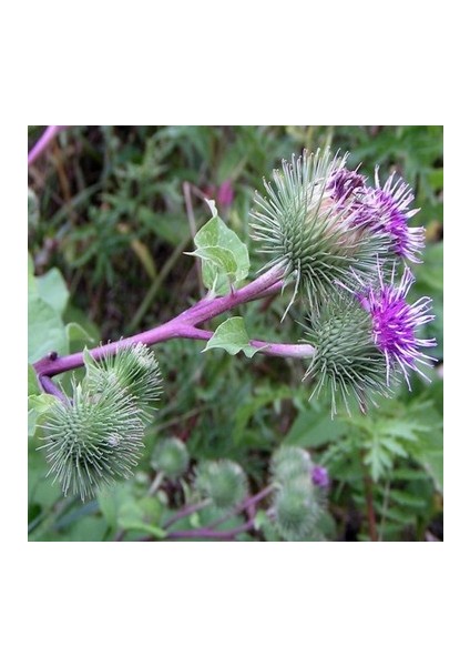 10 Adet Tohum Nadir Yabani Kır Dul Avrat Otu Tohumu Dulavrat Otu Uluavratotu Pıtrak Dulkarıgömleği Hanımyaması
