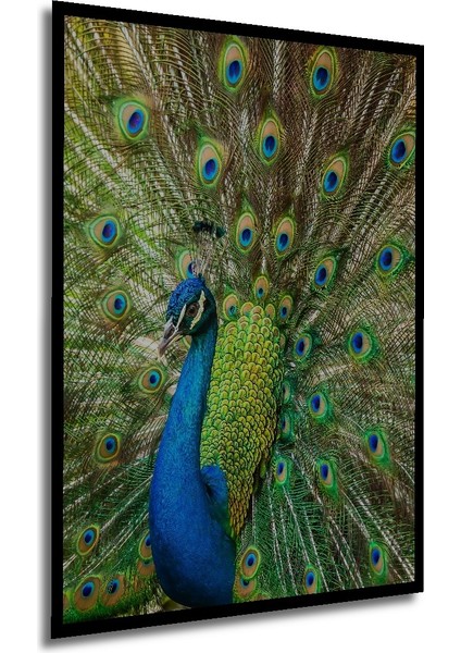 Çerçeve Görünümlü Muhteşem Tavus Kuşu Dekoratif Ahşap Mdf Ev Duvar Tablo Dikdörtgen Ev Duvar Tablo modelleri