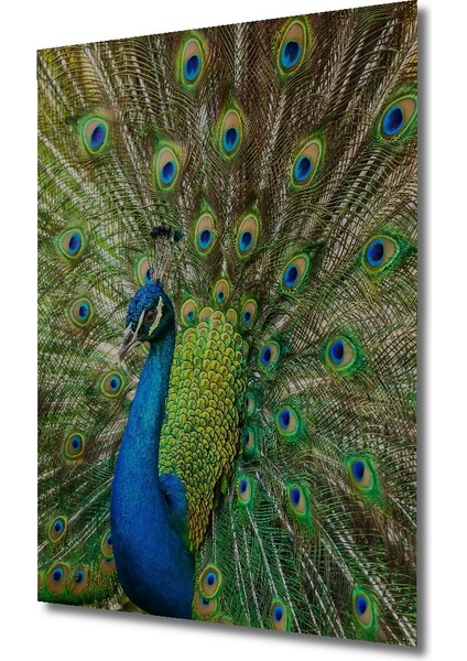 Muhteşem Tavus Kuşu Dekoratif Ahşap Mdf Ev/işyeri Duvar Tablo Dikdörtgen Ev/işyeri Duvar Tablo fiyatları