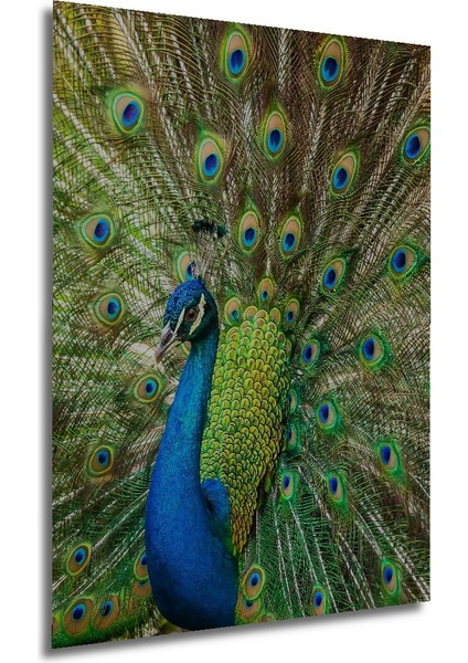 Muhteşem Tavus Kuşu Dekoratif Ahşap Mdf Ev/işyeri Duvar Tablo Dikdörtgen Ev/işyeri Duvar Tablo modelleri