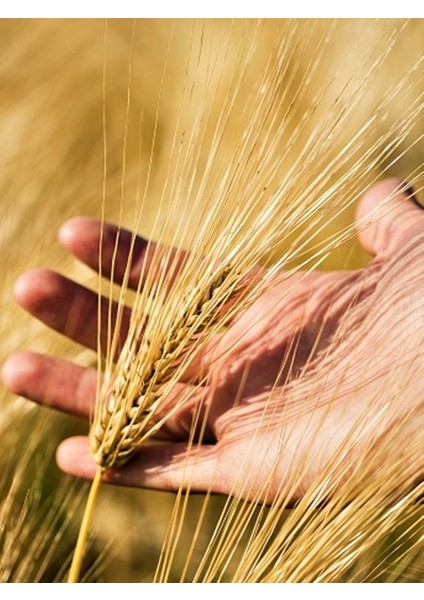 Siyez Extra Un 1 kg fiyatları