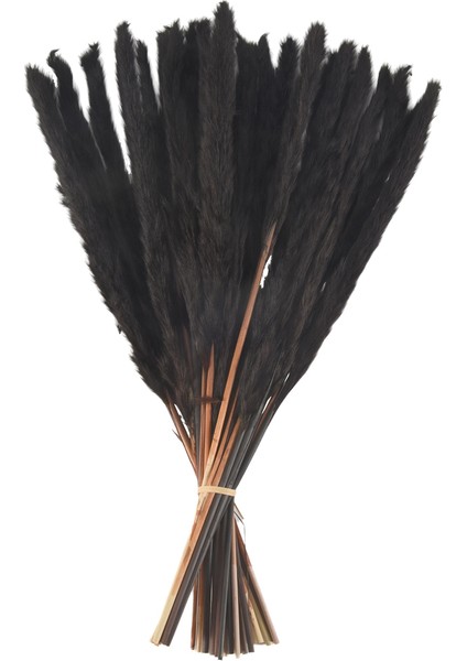 30PCS Siyah Pampas Çim, 17 Inç Doğal Kuru Kabarık Küçük Saplar Ev Düğün Dekoru Çiçek Aranjmanları, Dekor (Yurt Dışından)
