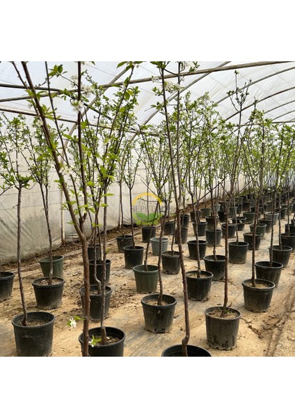 4 Yaş Aşılı Ağustos Papazı Erik Fidanı *Yarı Bodur* modelleri