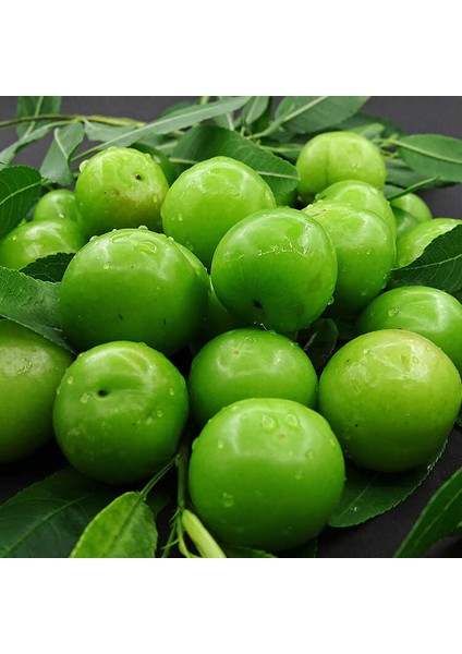 4 Yaş Aşılı Ağustos Papazı Erik Fidanı *Yarı Bodur* fırsatları