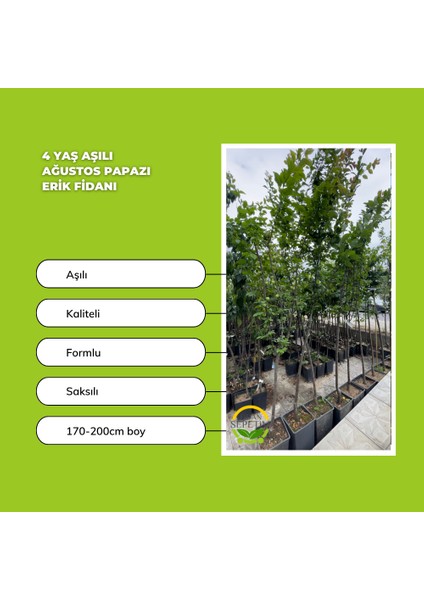 4 Yaş Aşılı Ağustos Papazı Erik Fidanı *Yarı Bodur* indirimleri